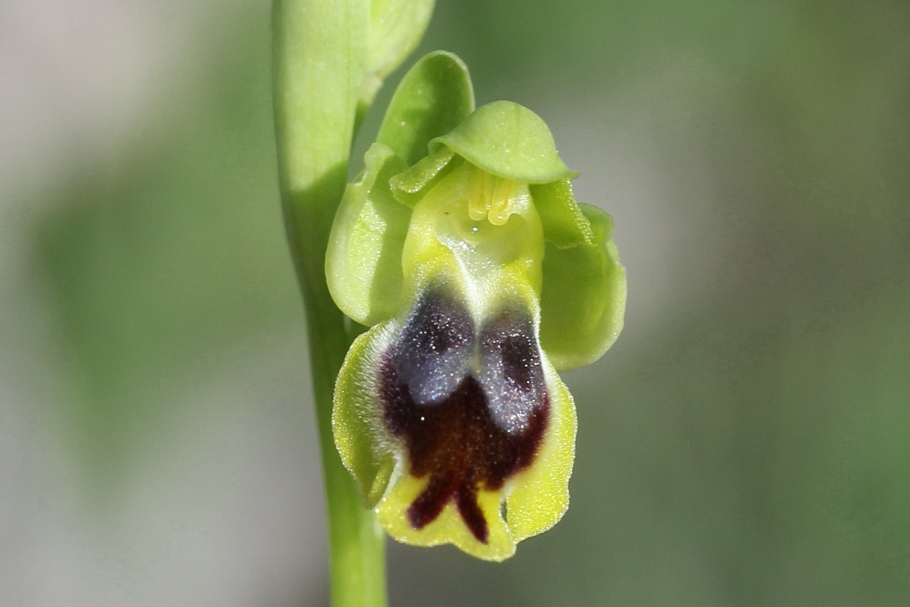 Ophrys Sicula